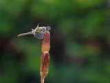 Eigen Tuin