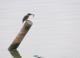 IJsvogel / Common Kingfisher (de Oelemars)