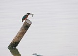 IJsvogel / Common Kingfisher (de Oelemars)
