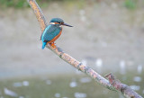 IJsvogel / Common Kingfisher (de Oelemars)