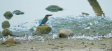 IJsvogel / Common Kingfisher (de Oelemars)
