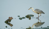 Blauwe Reiger / Grey Heron (de Oelemars)