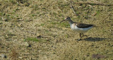 Oeverloper / Common Sandpiper (de Oelemars)