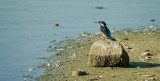 IJsvogel / Common Kingfisher (de Oelemars)