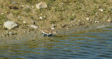 Oeverloper / Common Sandpiper (de Oelemars)