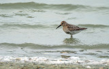 Bonte Strandloper / Dunlin (de Oelemars)