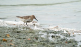 Bonte Strandloper / Dunlin (de Oelemars)
