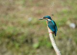 IJsvogel / Common Kingfisher (de Oelemars)