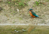 IJsvogel met braakbal / Common Kingfisher (de Oelemars)