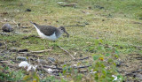 Oeverloper / Common Sandpiper (de Oelemars)