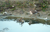 Oeverloper / Common Sandpiper (de Oelemars)
