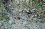 Watersnip / Common Snipe (de Oelemars)