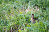 Watersnip / Common Snipe (de Oelemars)