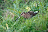 Watersnip / Common Snipe (de Oelemars)