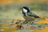 Zwarte Mees / Coal Tit (hut Espelo)