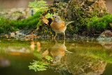 Keep / Brambling (hut Espelo)