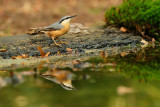 Boomklever / Eurasian Nuthatch (hut Espelo)