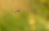 Libelle
