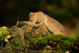 Rat