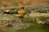 Keep / Brambling (hut Espelo)