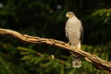 Sperwer / Eurasian Sparrowhawk (hut Espelo)