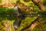 Sperwer / Eurasian Sparrowhawk (hut Espelo)