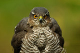 Sperwer / Eurasian Sparrowhawk (hut Espelo)