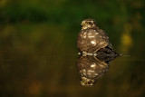 Sperwer / Eurasian Sparrowhawk (hut Espelo)