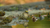 Goudhaantje / Goldcrest (hut Espelo)