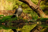 Sperwer / Eurasian Sparrowhawk (hut Espelo)