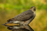 Sperwer / Eurasian Sparrowhawk (hut Espelo)