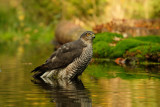 Sperwer / Eurasian Sparrowhawk (hut Espelo)