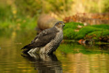 Sperwer / Eurasian Sparrowhawk (hut Espelo)