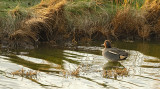 Wintertaling / Common Teal (Texel/Wagejot)