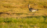 Grutto / Black Tailed Godwit (Texel/de Mokbaai)