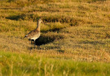 Grutto / Black Tailed Godwit (Texel/de Mokbaai)