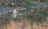 Watersnip / Common Snipe (de Oelemars)