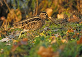 Watersnip / Common Snipe (de Oelemars)