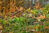 Watersnip / Common Snipe (de Oelemars)