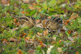 Watersnip / Common Snipe (de Oelemars)