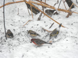 rosy and american gold finches