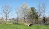 volunteer crab apple tree