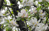 crab apple blossoms