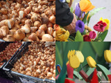 tulips-various.jpg