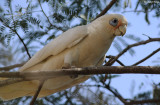 4657-corella.jpg