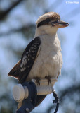 5845-kookaburra.jpg