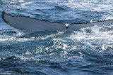 4584-humpback-whale.jpg