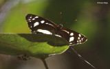 Common Aeroplane butterfly
