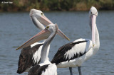 5468-pelican.jpg