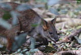 4355-pademelon.jpg